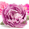 Découpoirs Pivoine Decora